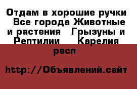 Отдам в хорошие ручки - Все города Животные и растения » Грызуны и Рептилии   . Карелия респ.